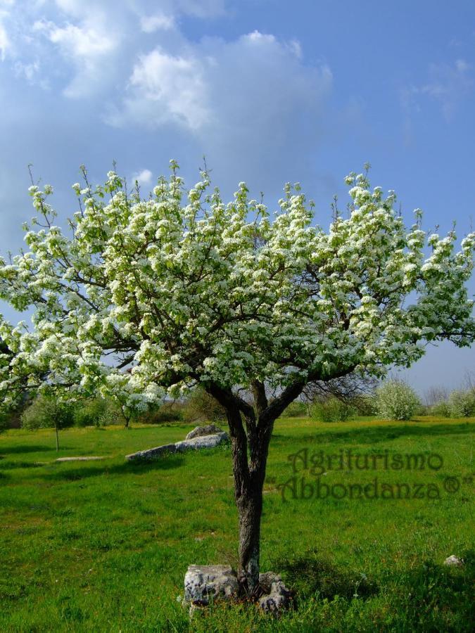Agriturismo Abbondanza Villa Alberobello Dış mekan fotoğraf